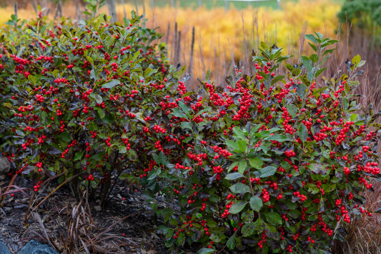 Winterberry holly at the Anacostia Community Museum.