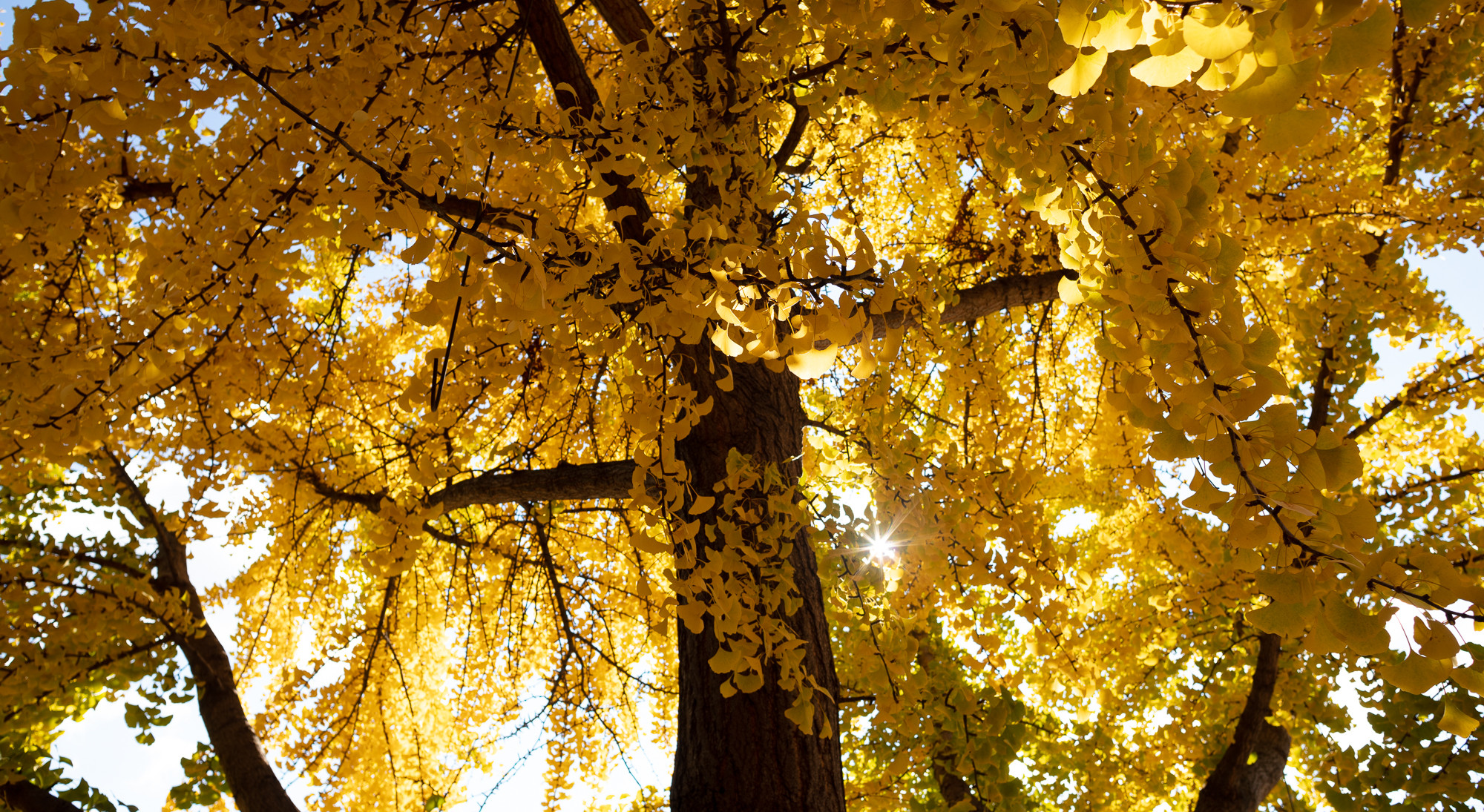 Light shines through a tree's yellow leaves in the Fall.