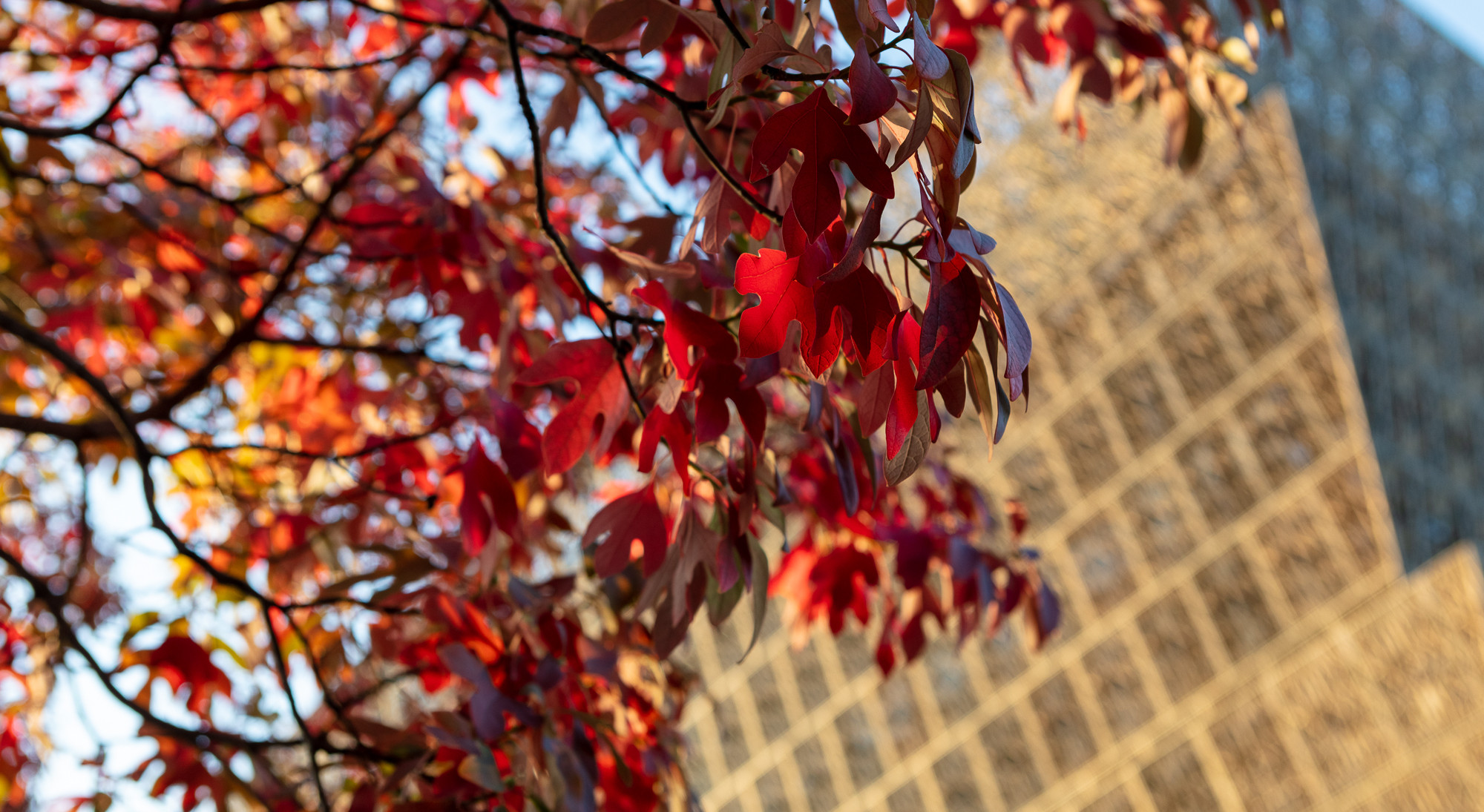 Close up photo of a tree's fall color leaves with NMAAHC in the background