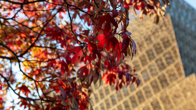 Close up photo of a tree's fall color leaves with NMAAHC in the background