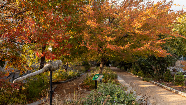 Photo of the Pollinator Garden at NMNH during the fall.