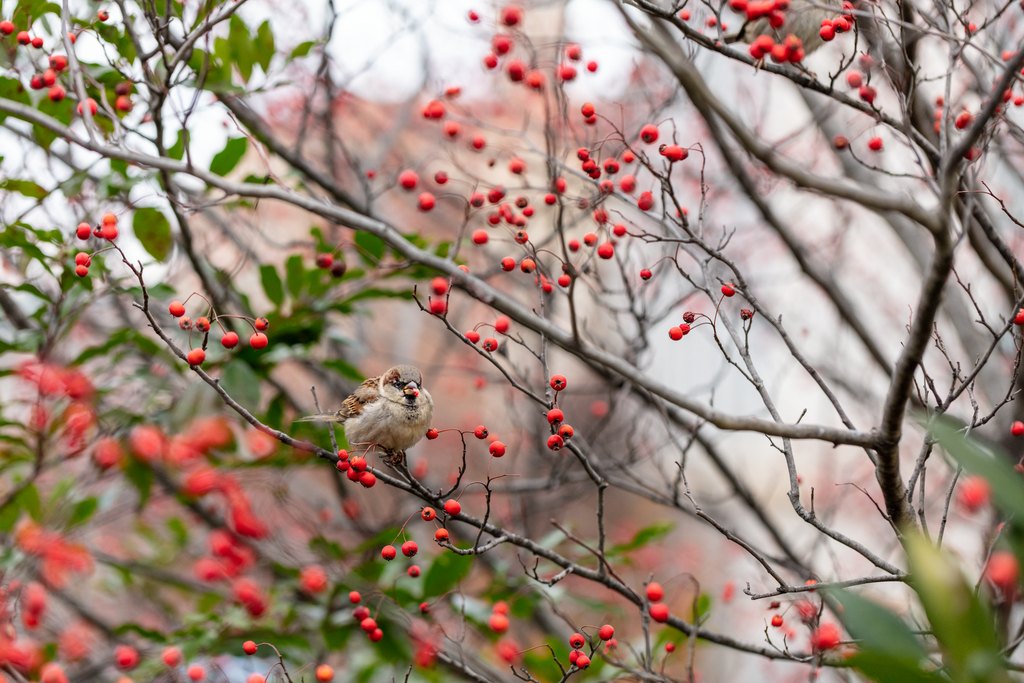 Bird with berry at the National Museum of Natural History.