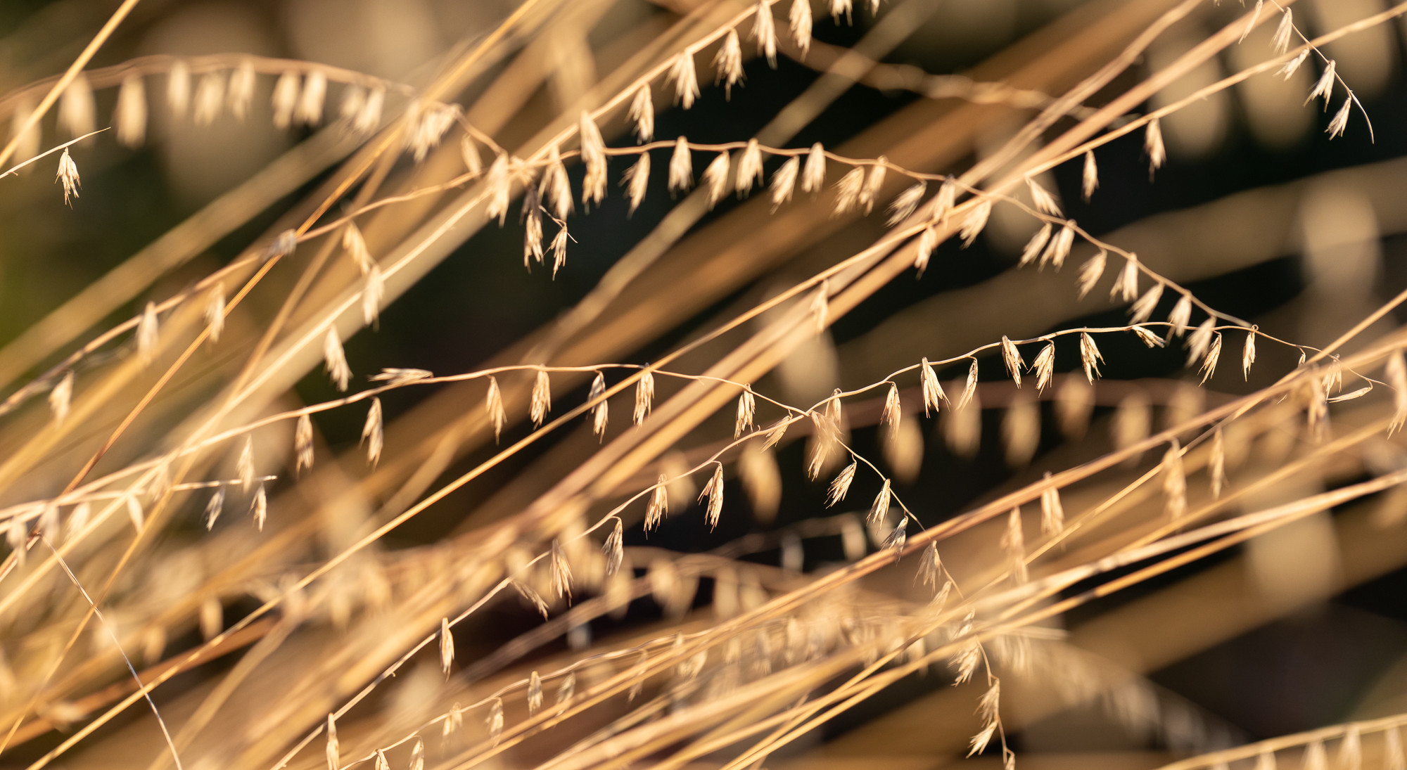 Close up photo of a grass showing fall color.