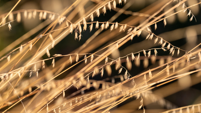 Close up photo of a grass showing fall color.