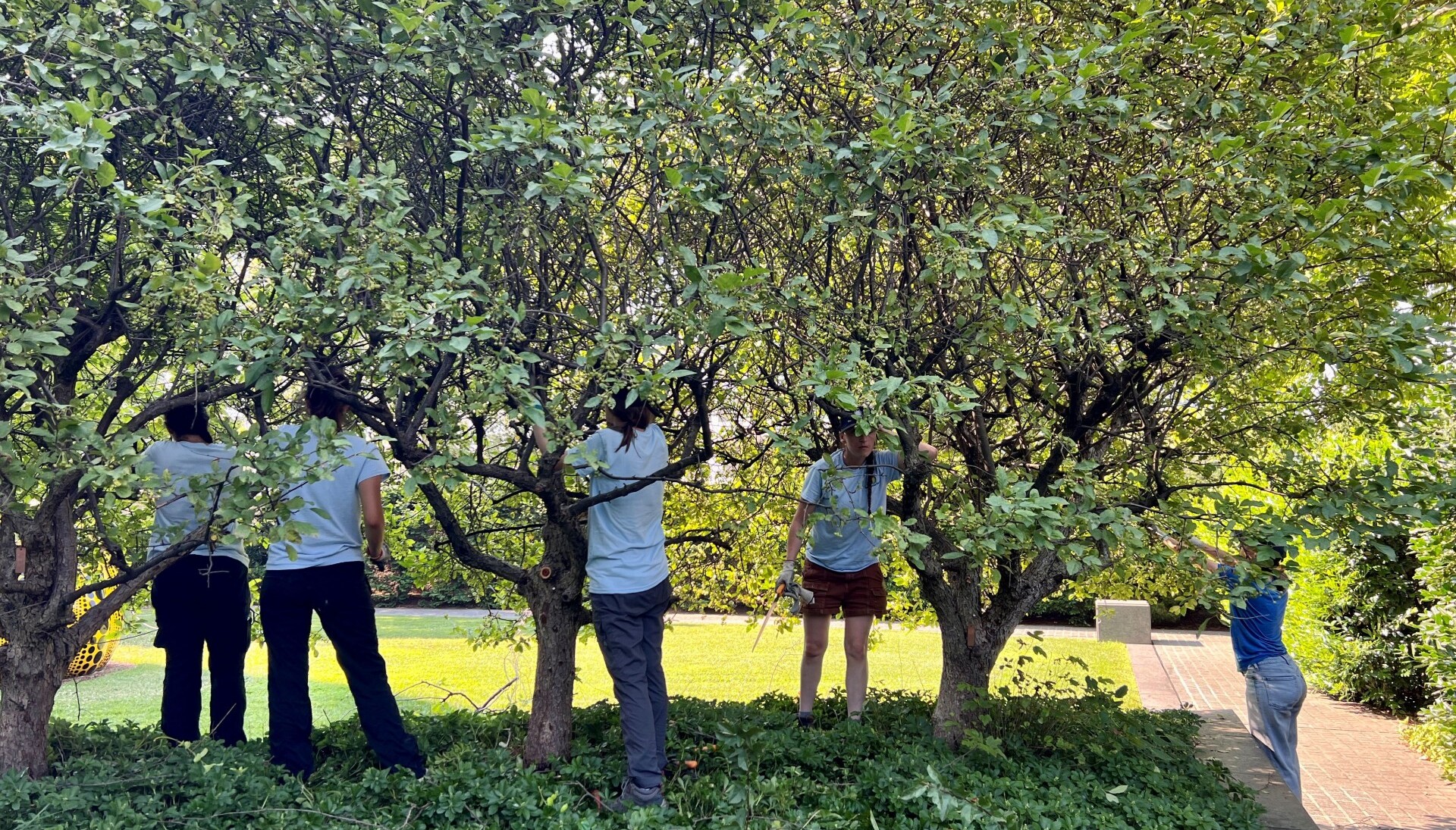 Our horticulture interns helped us prune crabapple trees after they finished blooming.