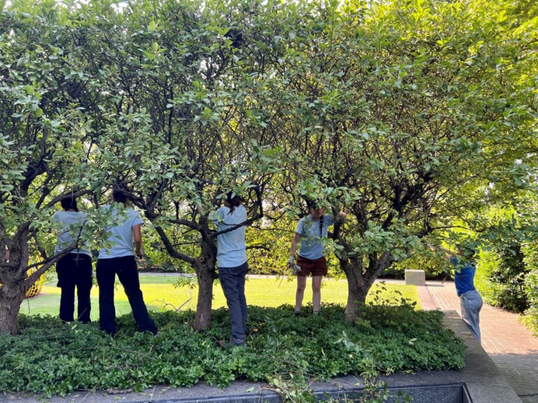 Our horticulture interns helped us prune crabapple trees after they finished blooming.