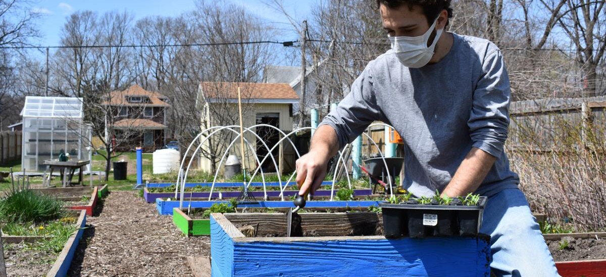Lone Gardener Feeds Community during Pandemic.