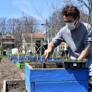 Lone Gardener Feeds Community during Pandemic.