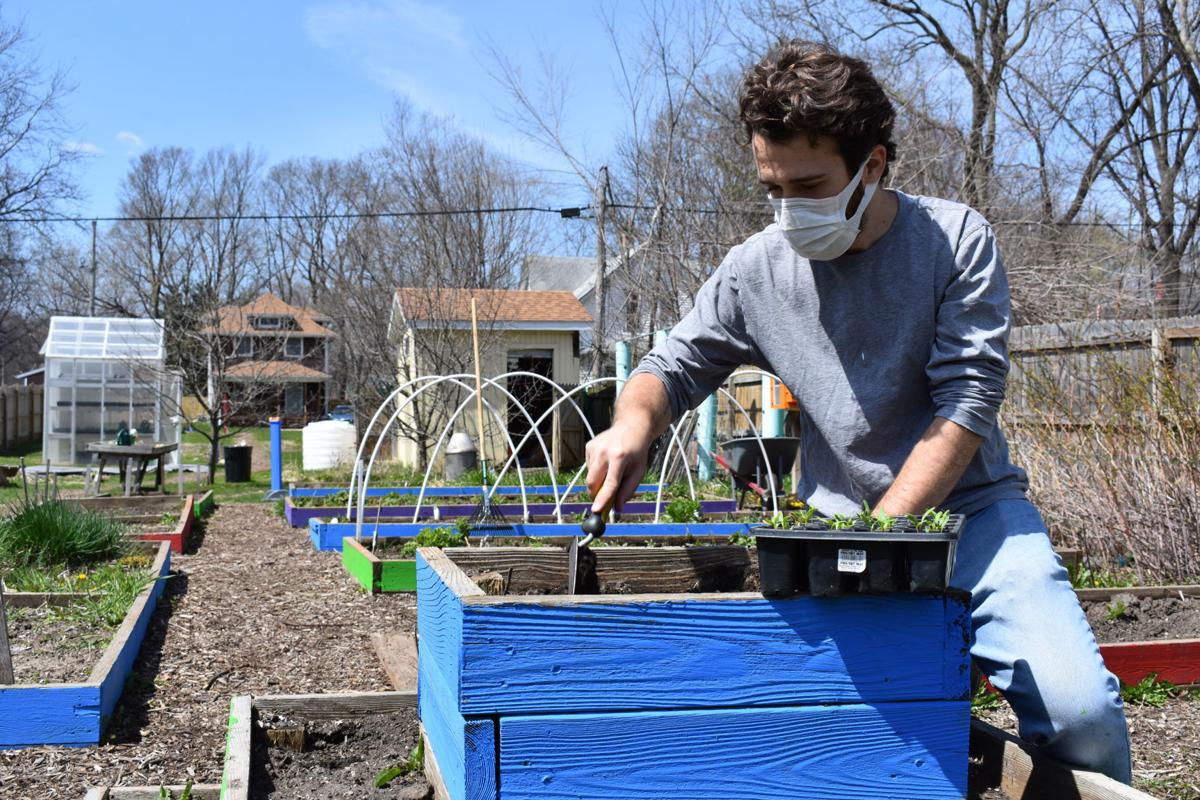Lone Gardener Feeds Community during Pandemic.