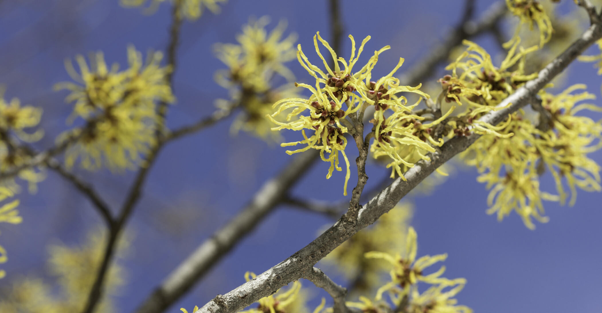 American Witch hazel in bloom