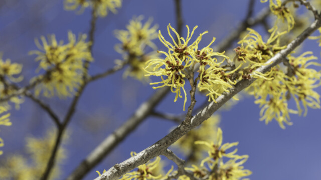 American Witch hazel in bloom