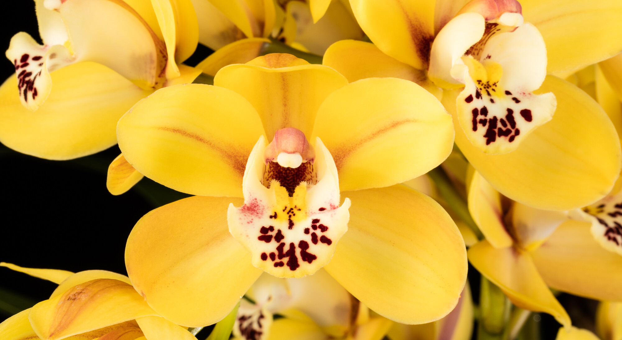 Cymbidium 'Tonto's Target' close up photo