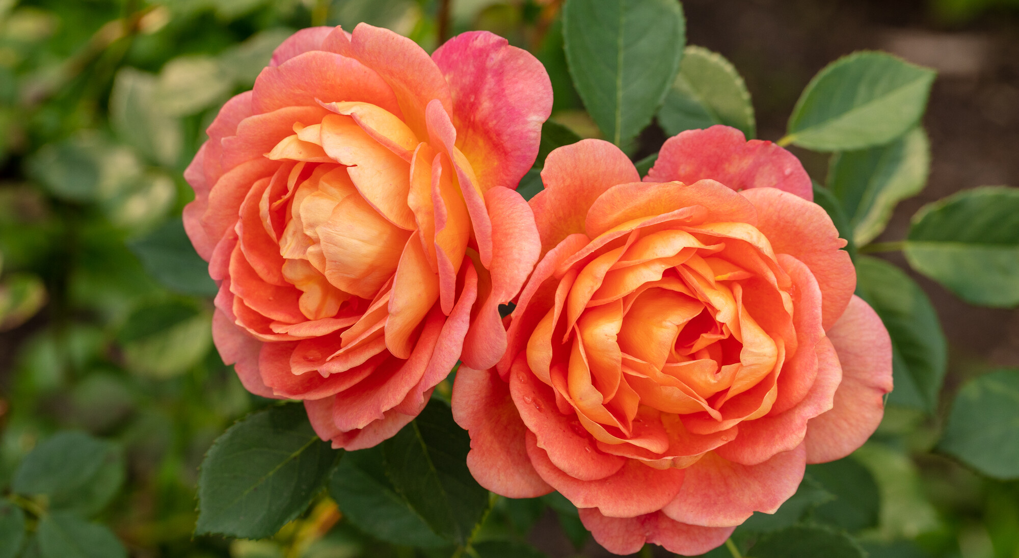 Rosa 'Sunny Sky' in bloom in the Katherine Dulin Folger Rose Garden