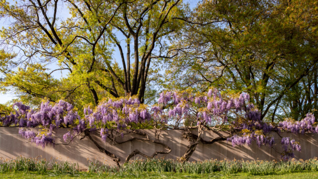 Image of wisteria at the National Museum of American History