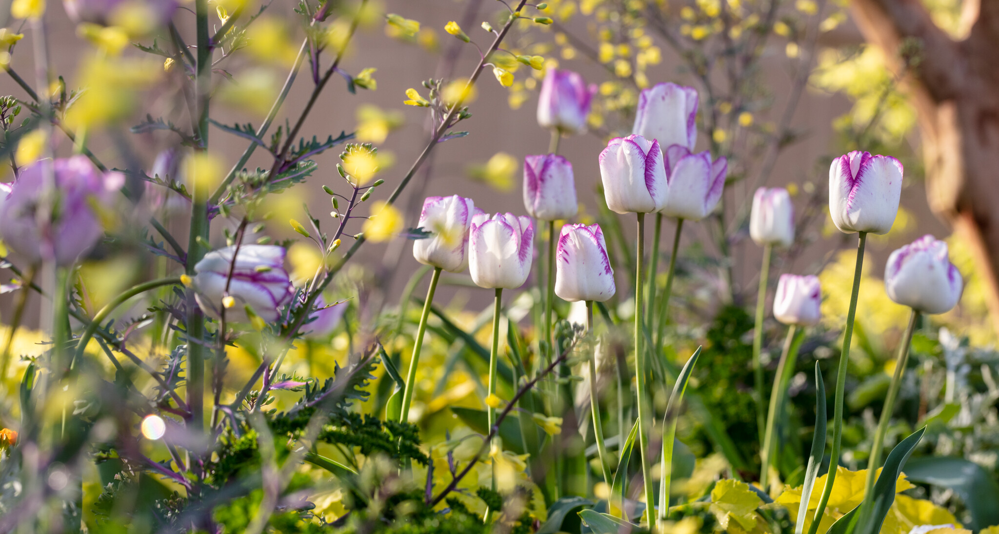 Tulips in bloom in Spring