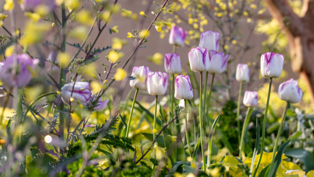 Tulips in bloom in Spring