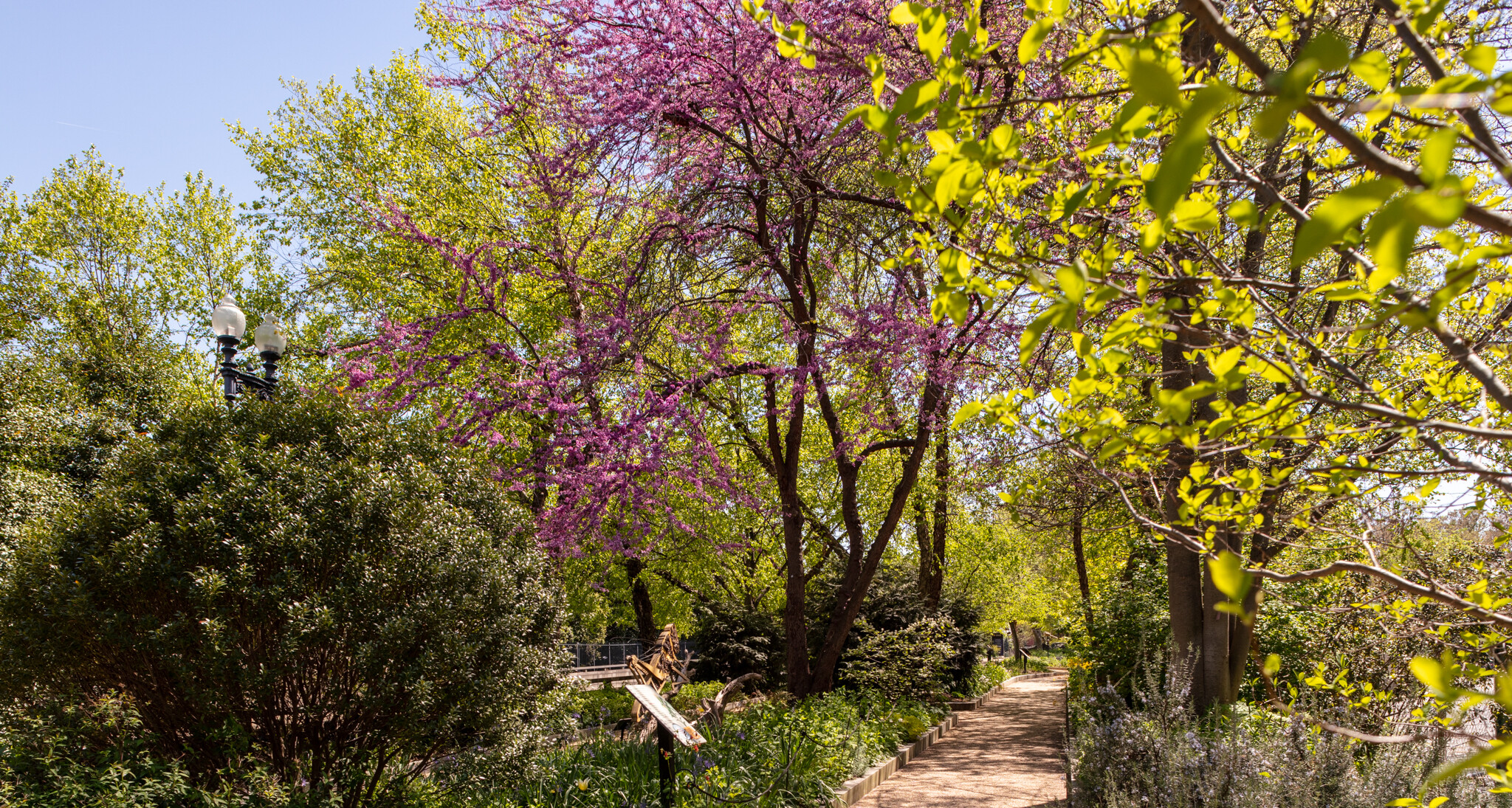 Several trees in bloom at the Pollinator Garden at the National Museum of Natural History in Spring