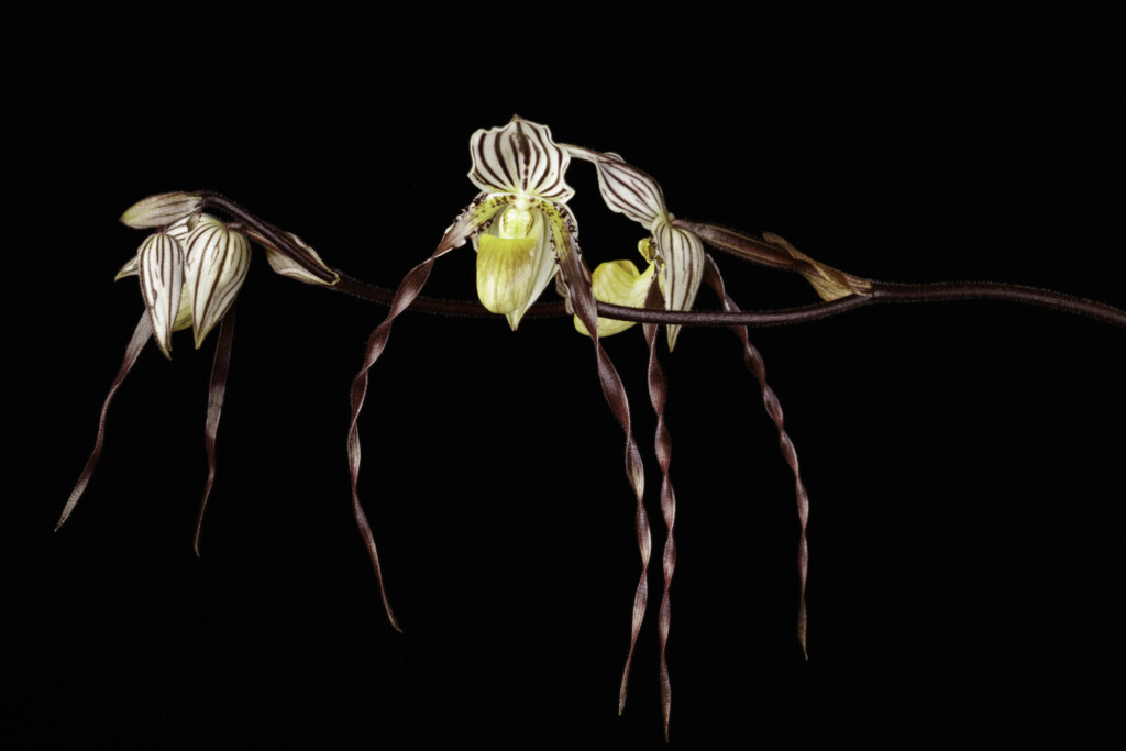 Photo of orchid with long, stringy maroon leaves and a yellow center. Paphiopedilum philippinense var. roebelenii