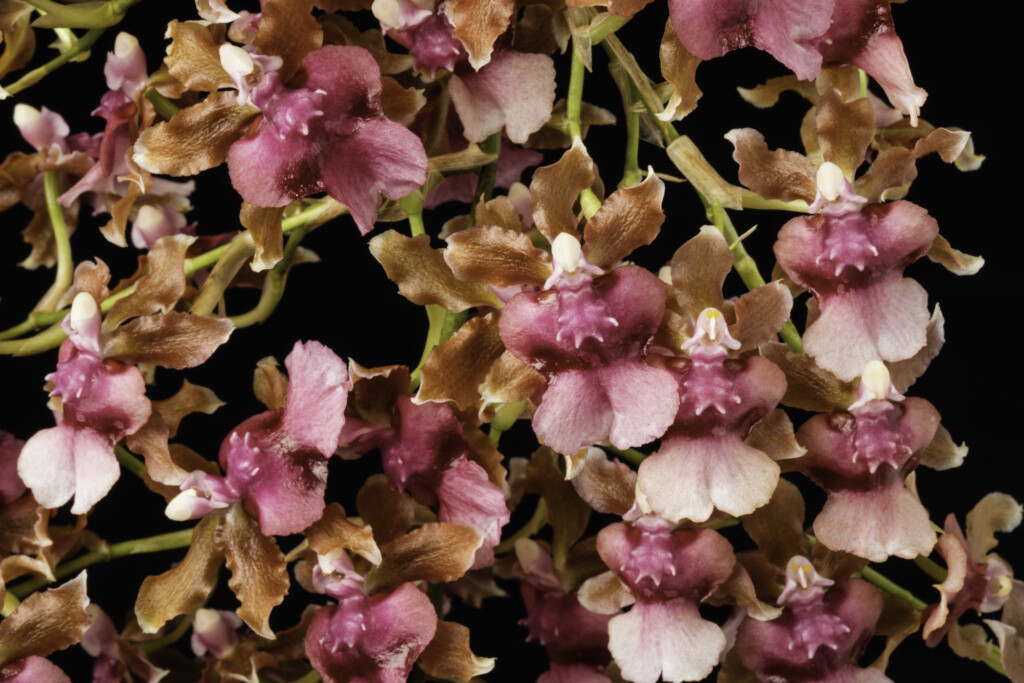 Photo of pink and tan orchids. Oncidium Pacific Sunrise 'Hakalau';