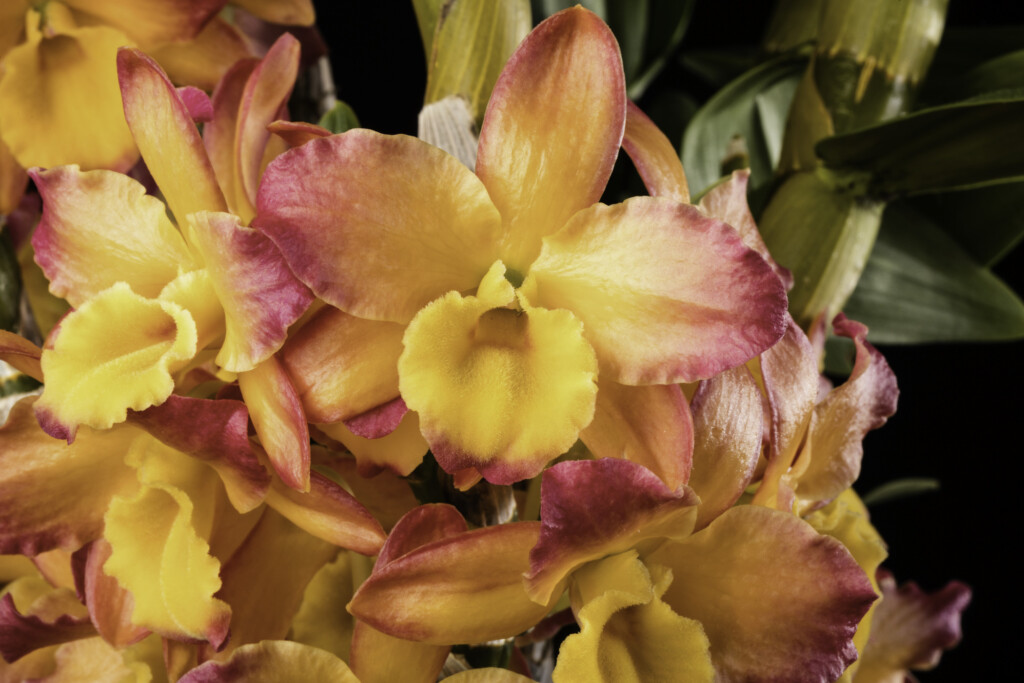 Photo of bright pink and yellow orchid. Dendrobium oriental smile 'Fantasy'