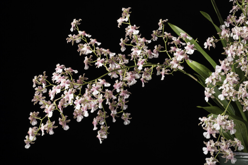 Photo of orchid with small pink flowers. Oncidium Rosy Sunset