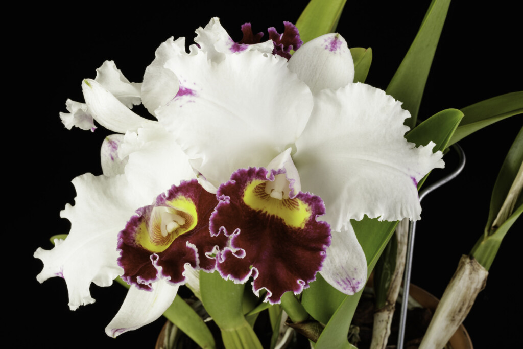 Photo of white orchid with red and yellow center. Cattleya Ida Elizabeth 'Patrick'