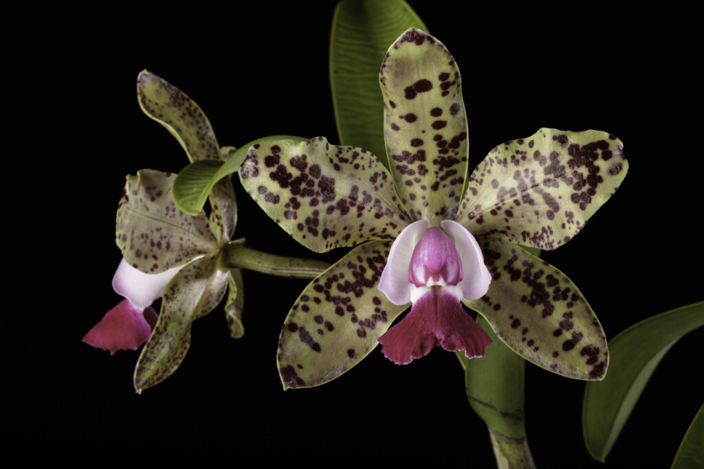 Photo of an orchid with spotted leaves and a bright pink center. Cattleya Green Emerald 'Queen'