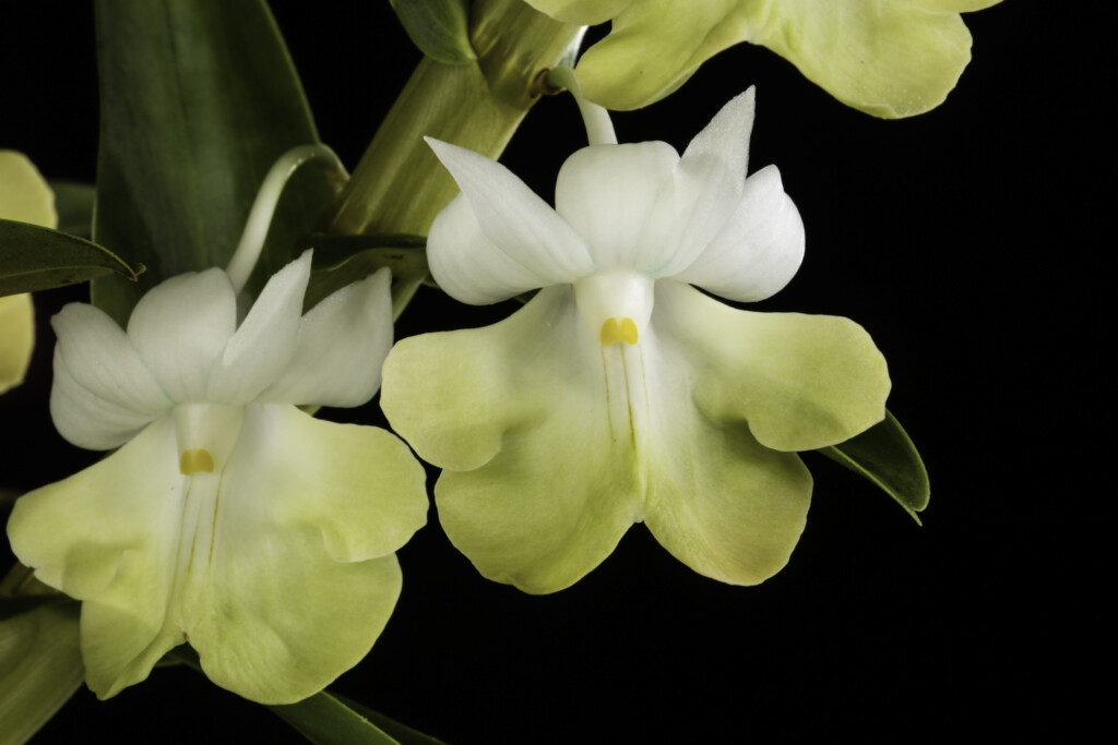 Photo of light green orchid. Dendrobium uniflorum