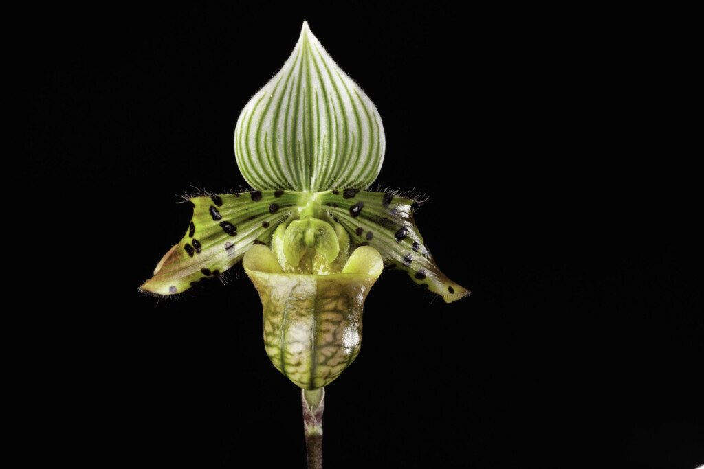 Photo of green orchid with striped and spotted flowers. Paphiopedilum venustum ('Cedro Montagne' x 'Hsinying')