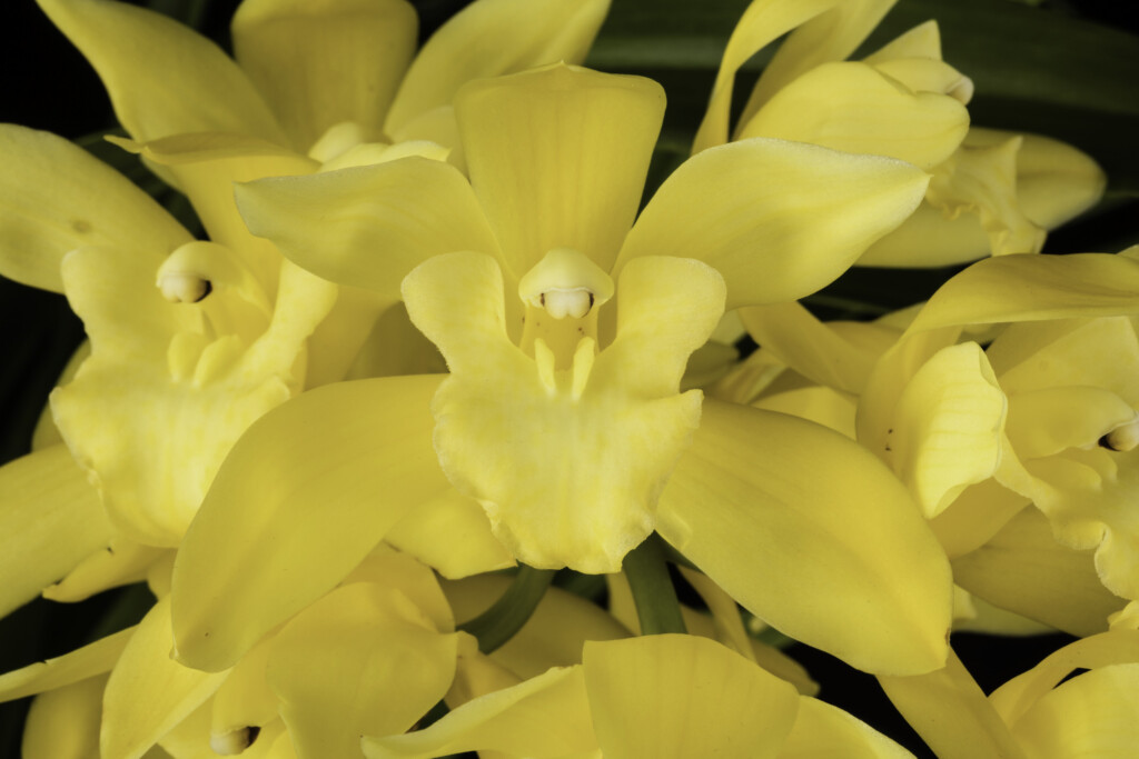 Photo of brilliant yellow orchid. Cymbidium Golden Vanguard 'Emperor'