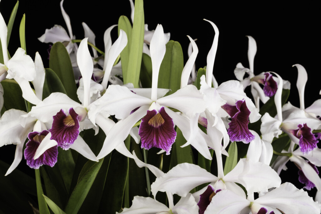 Photo of white orchid with purple center. Cattleya purpurata 'Miss Scarlett'