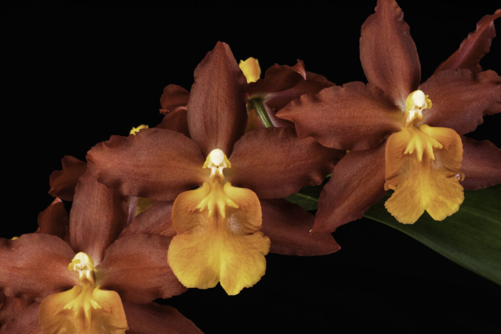 Photo of deep red and orange orchid. Oncidium Red Stars 'Rooster'
