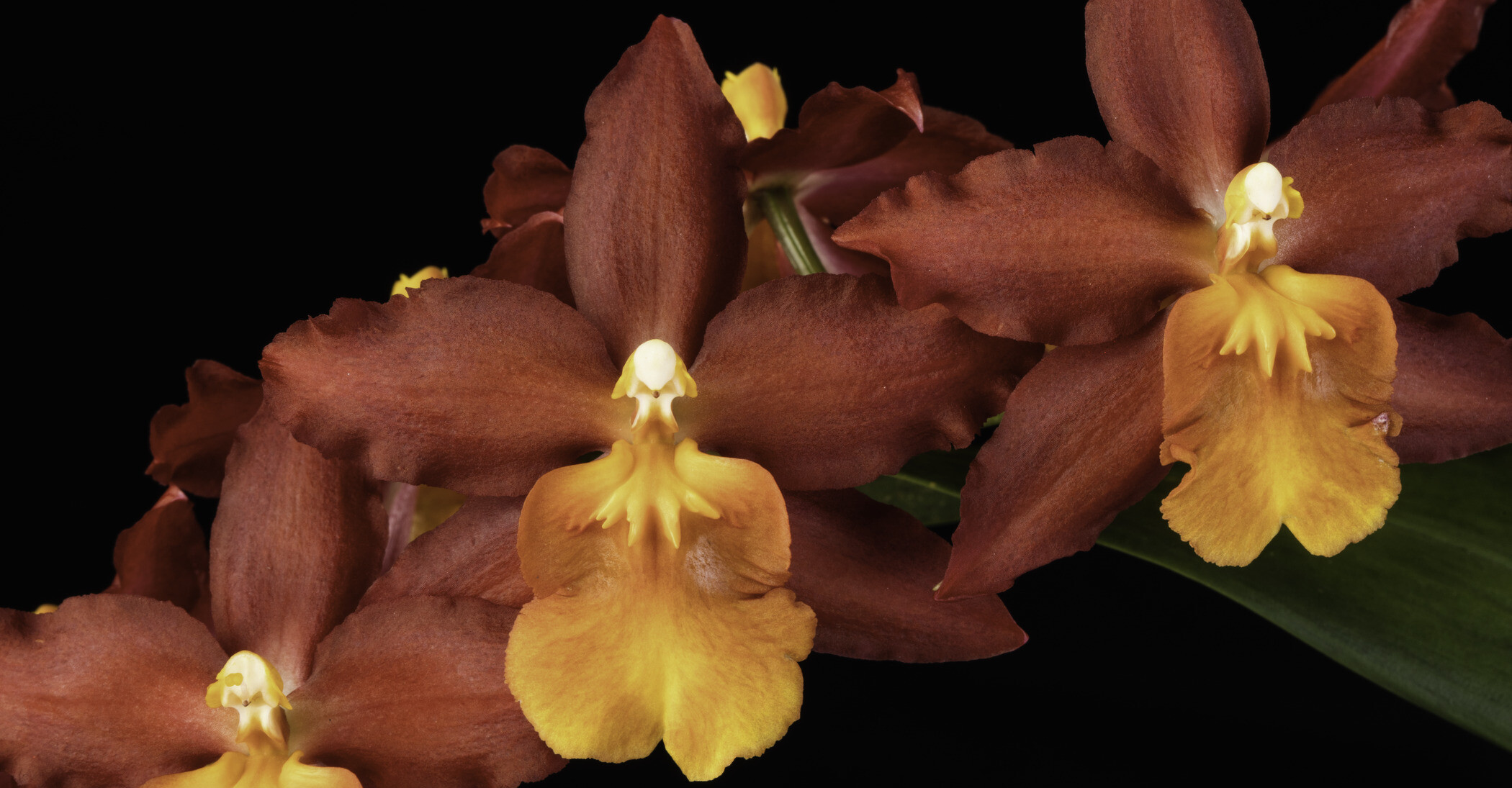 Photo of deep red and orange orchid. Oncidium Red Stars 'Rooster'