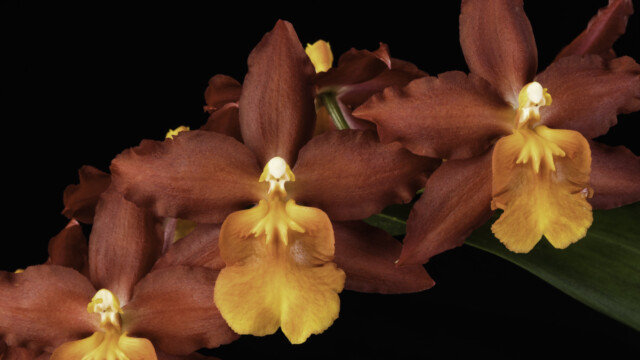 Photo of deep red and orange orchid. Oncidium Red Stars 'Rooster'