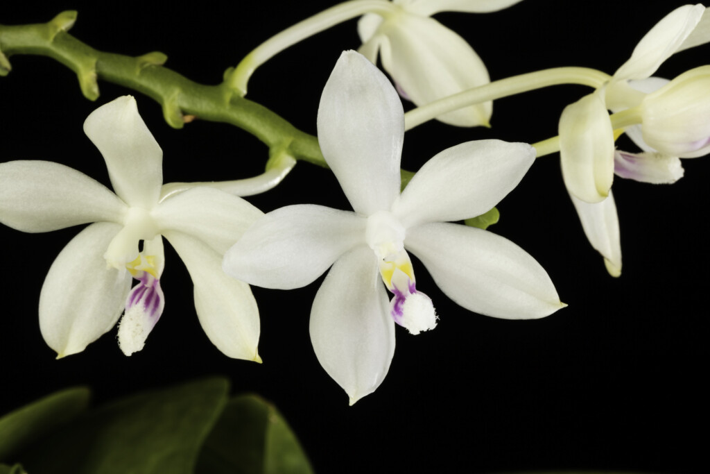 Photo of white orchid flower with purple and yellow center. Phalaenopsis tetraspis