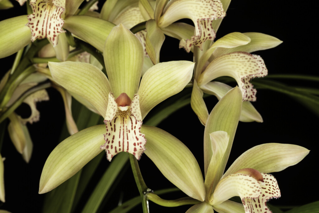 Photo of yellow orchid with deep red spots in the center. Cymbidium sichuanicum.