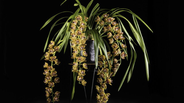 Photo of orchid plant with long, draping yellow flowers. Cymbidium Crowning Moment 'Orange Princess'