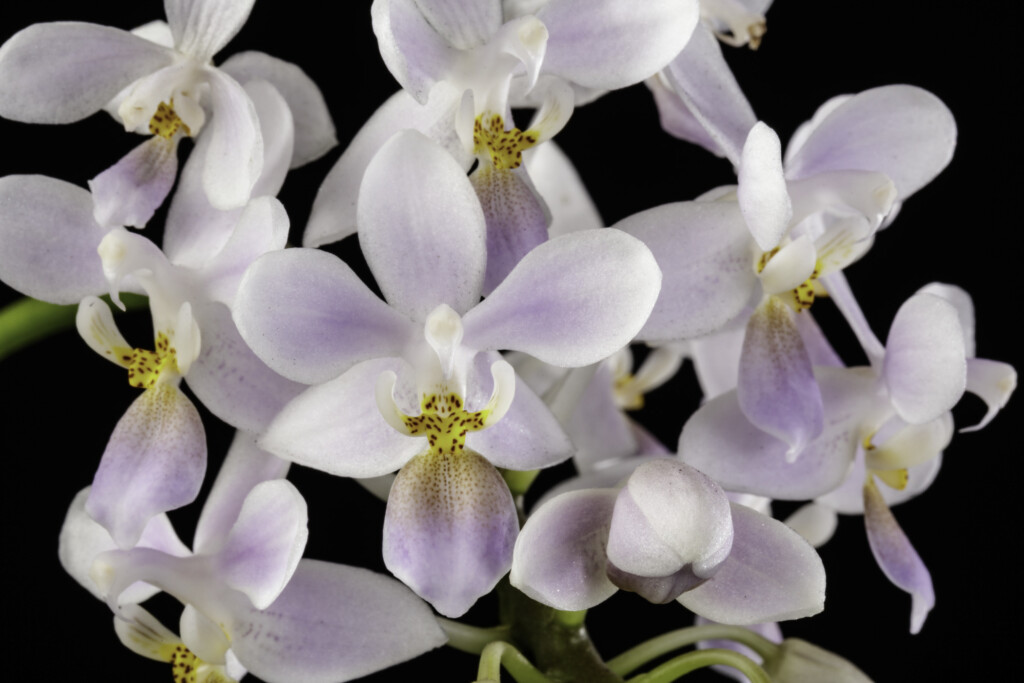 Photo of several purple and white orchid flowers. Phalaenopsis equestris var. coerulea