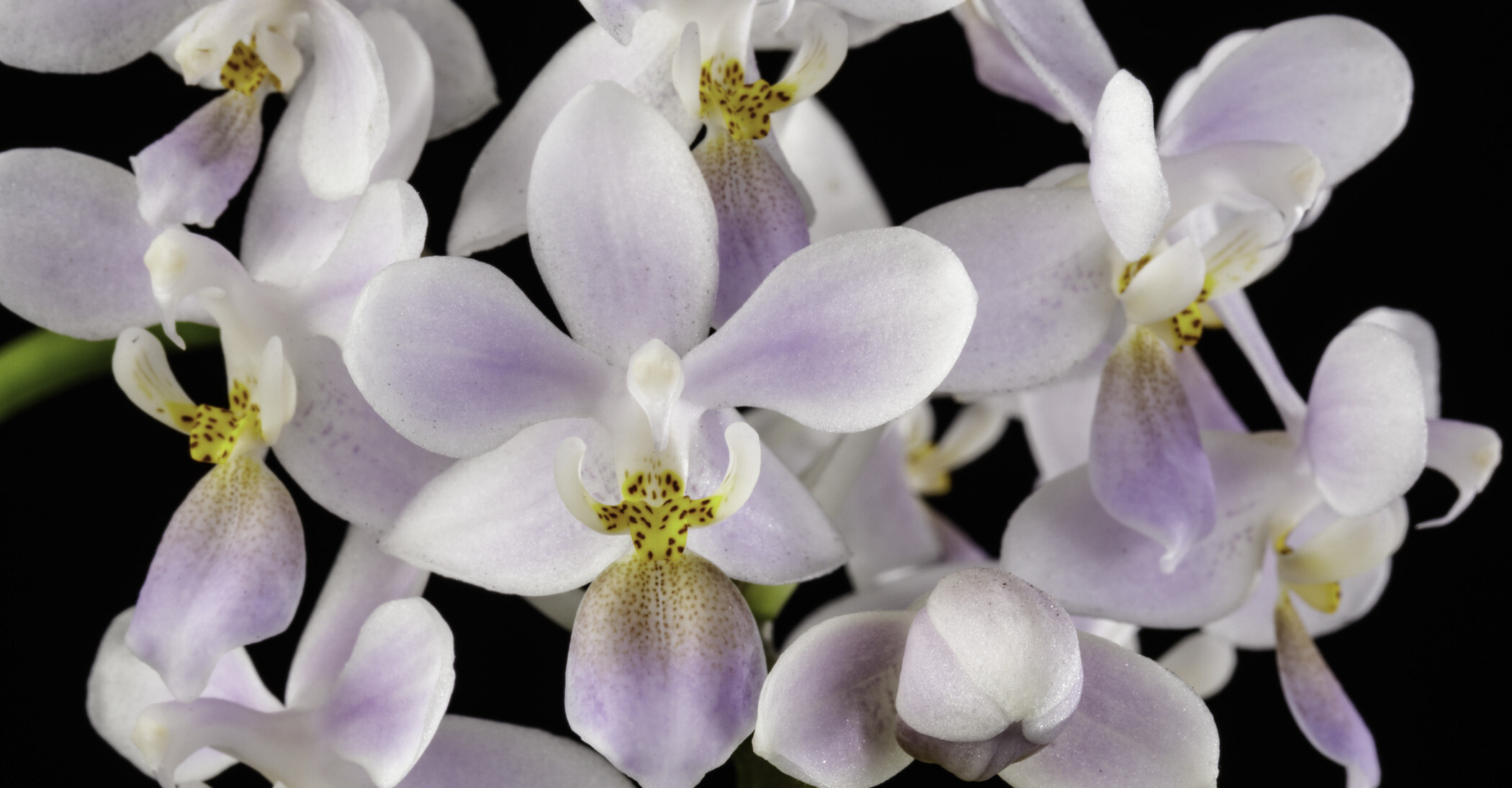 Photo of several purple and white orchid flowers. Phalaenopsis equestris var. coerulea