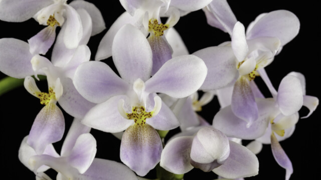 Photo of several purple and white orchid flowers. Phalaenopsis equestris var. coerulea