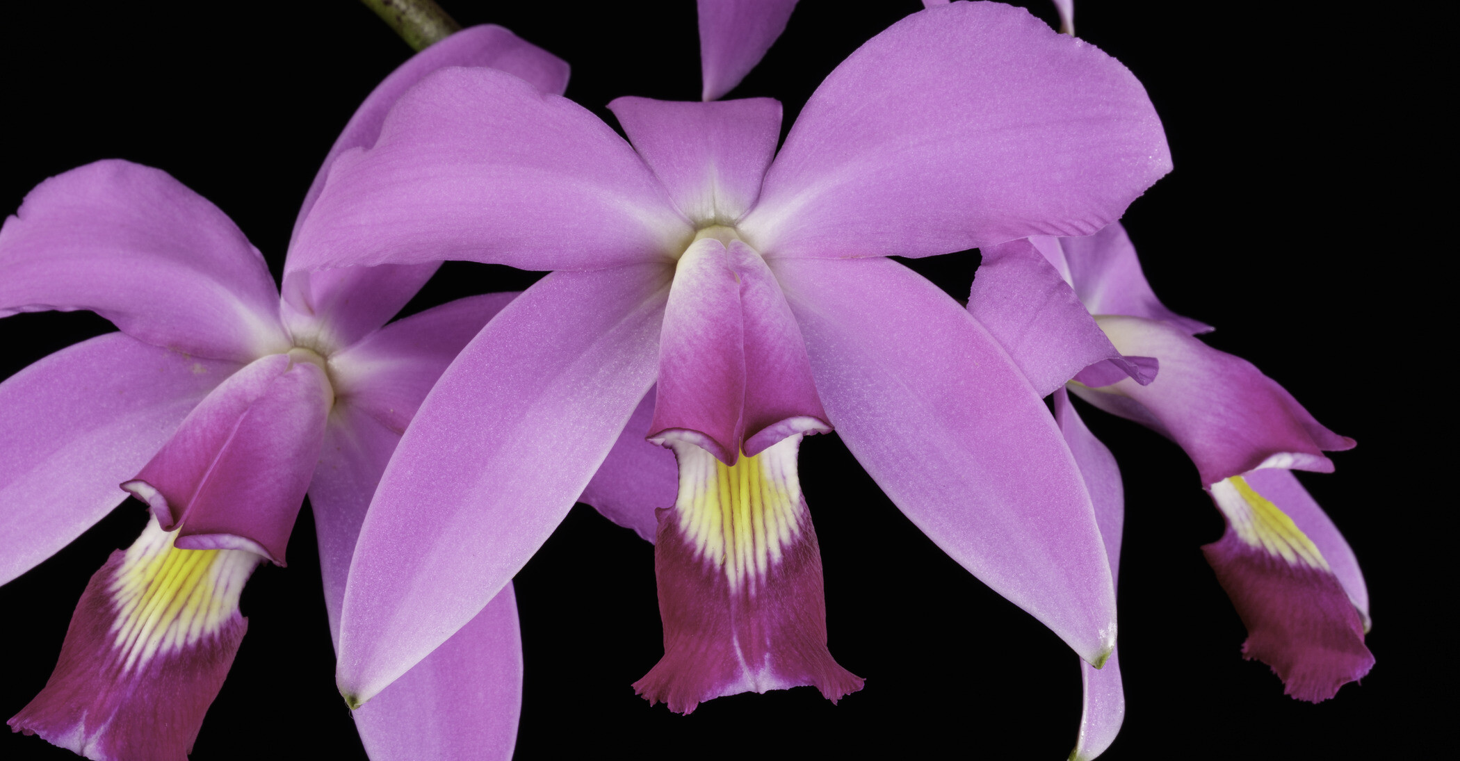 Photo of bright purple orchid with yellow center. Cattleya violacea 'Muse'