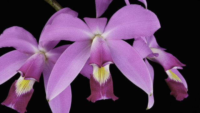Photo of bright purple orchid with yellow center. Cattleya violacea 'Muse'