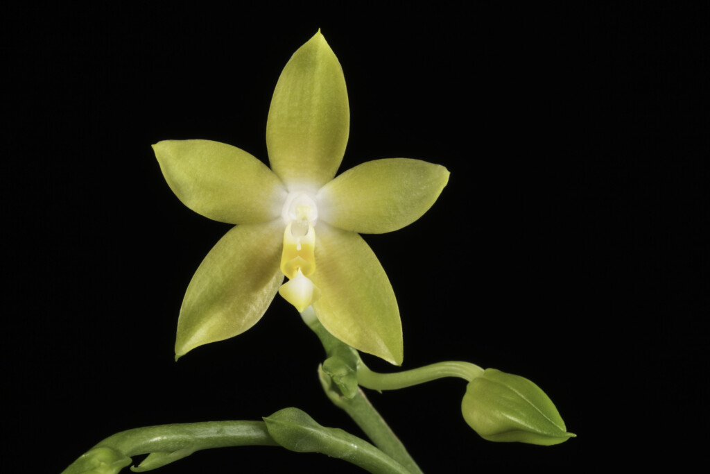 Photo of a bright yellow orchid flower. Phalaenopsis Guadalupe Pineda