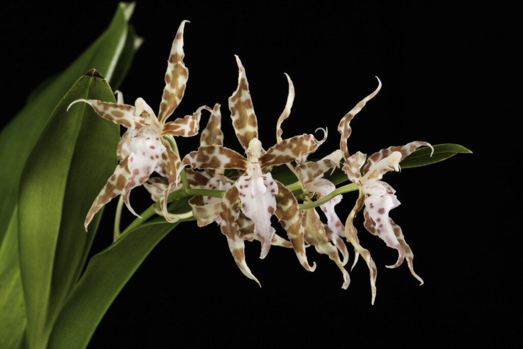 Photo of orange-speckled orchid. Oncidium crocidipterum