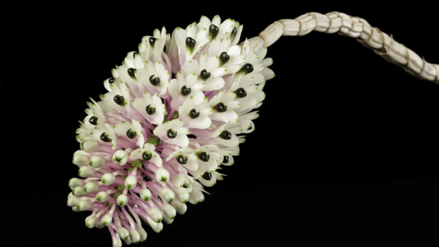 Photo of oblong-shaped orchid with small white flowers. Dendrobium smilliae 'Lea'